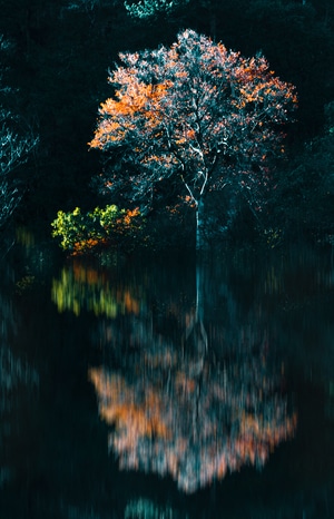 自然-风光-一棵树-秋景-风景 图片素材