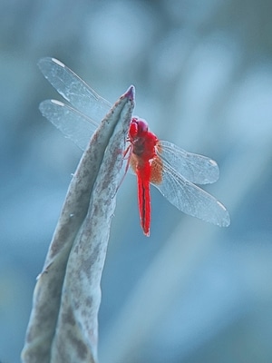 昆虫-微距-自然-色彩-手机 图片素材