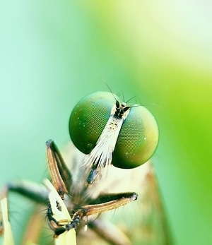 昆虫-生态-手机-色彩-自然 图片素材