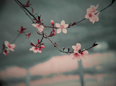 春天-花-手机-色彩-生态 图片素材