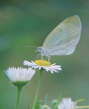 昆虫-生态-手机-微距-花卉 图片素材