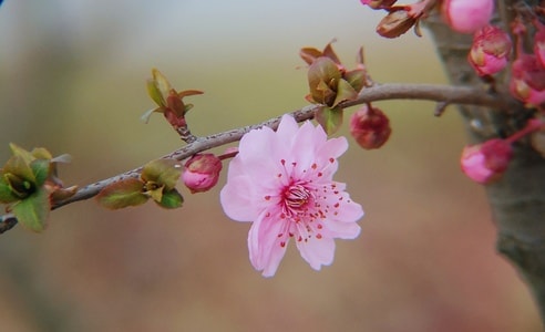 色彩-春天-手机-梅花-生态 图片素材