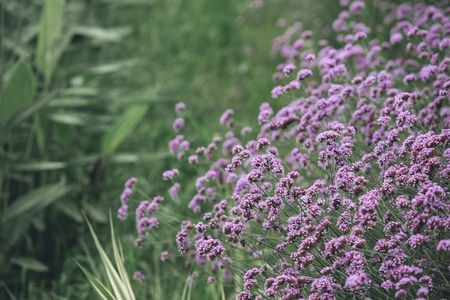 马鞭草-公园-植物-花-花朵 图片素材