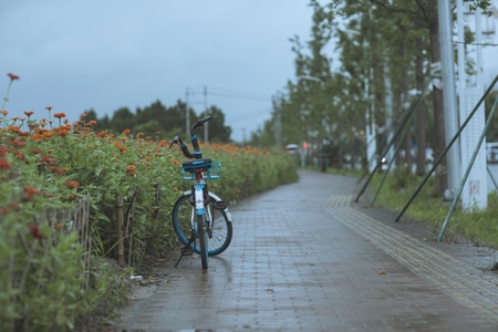 我的2019-佳能-街拍-自行车-花 图片素材