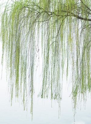 柳树-春-简约-画意-绿 图片素材