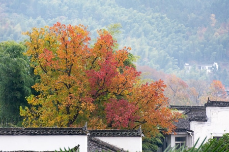 秋色-徽州-风景-建筑-房檐 图片素材