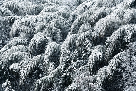 雪-冬-竹子-雪-竹子 图片素材