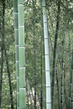 竹子-植物-清新-旅行-竹子 图片素材