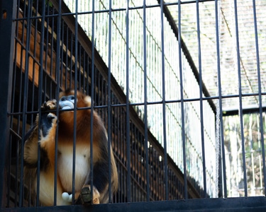 笼子-祈盼-动物-动物-金丝猴 图片素材
