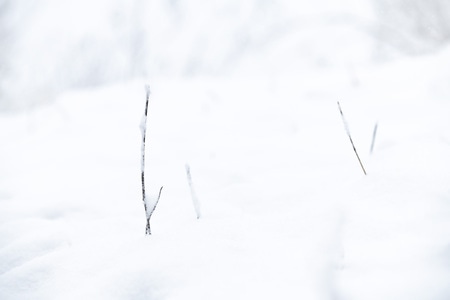 雪-枝-雪-枝条-冬天 图片素材