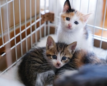 我的2019-成都-猫-宠物猫-动物 图片素材