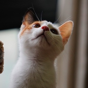 我的2019-成都-猫-宠物-萌宠 图片素材