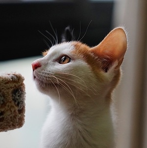 我的2019-成都-猫-宠物-萌宠 图片素材