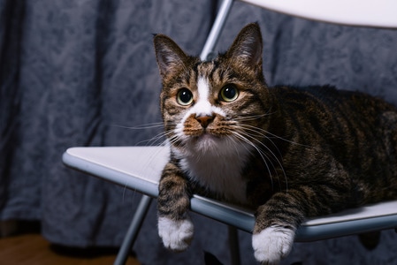 猫-宠物-狸花猫-家猫-可爱 图片素材