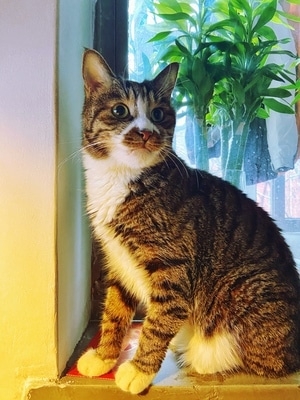 猫-手机摄影-手机拍摄-宠物-狸花猫 图片素材