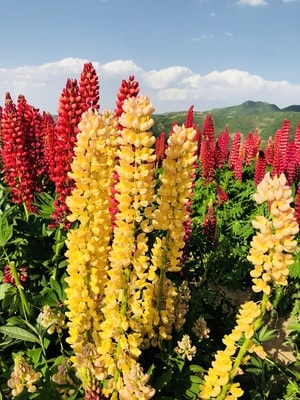 7日打卡挑战-风光-鲁冰花-花朵-植物 图片素材