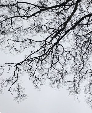 光影-风光-风景-黑白-树 图片素材