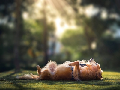金毛-奥林巴斯-萌宠-宠物-狗狗 图片素材