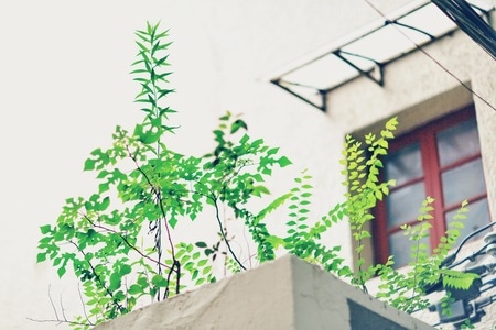 shanghai-街拍-岳阳路-叶子-植物 图片素材