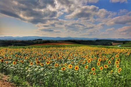 花海-日本-japan-hokkaido-北海道 图片素材