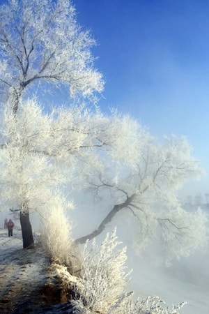 旅行风景-风景-雾凇-雾凇岛-雪景 图片素材