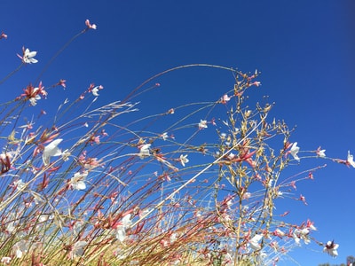 花花草草-旅行-花-草-花花草草 图片素材