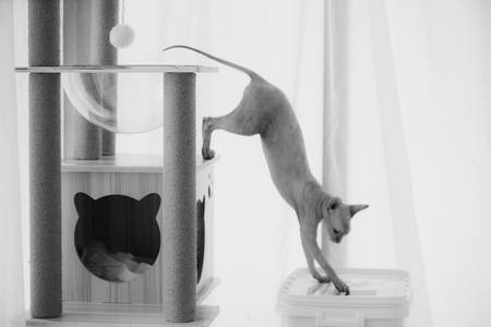 无毛猫-宠物-猫-无毛猫-宠物 图片素材