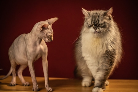 猫-宠物-猫-宠物-猫咪 图片素材
