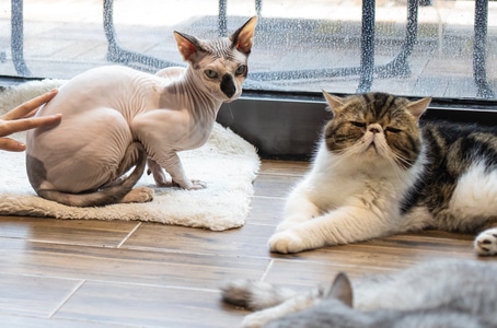 猫-写真吗-猫-猫咪-动物 图片素材