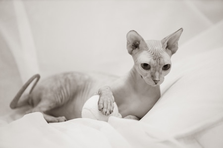 无毛猫-宠物-猫-无毛猫-宠物 图片素材