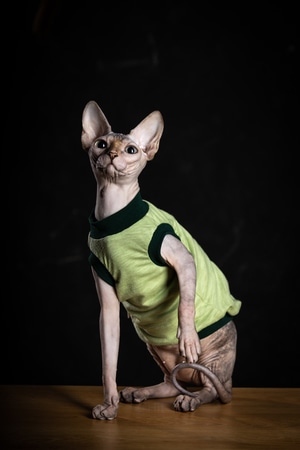 猫-宠物-无毛猫-动物-宠物 图片素材