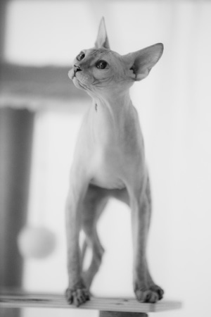 无毛猫-宠物-猫-无毛猫-宠物 图片素材