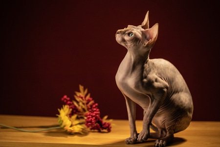 无毛猫-宠物-猫-猫-宠物 图片素材
