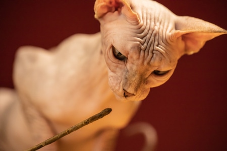 无毛猫-宠物-猫-猫-宠物 图片素材