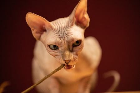 无毛猫-宠物-猫-猫-宠物 图片素材