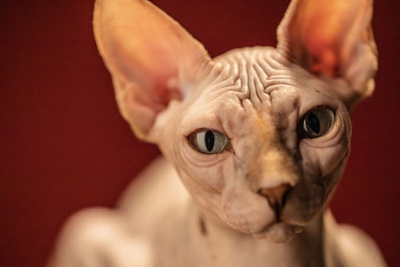 无毛猫-宠物-猫-猫-宠物 图片素材