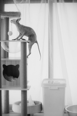 无毛猫-宠物-猫-无毛猫-宠物 图片素材