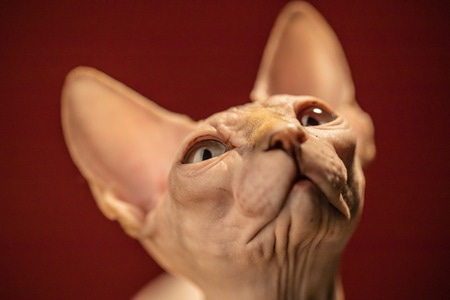无毛猫-宠物-猫-猫-宠物 图片素材
