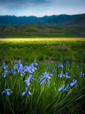 新疆-生态-旅行-旅游-自然 图片素材
