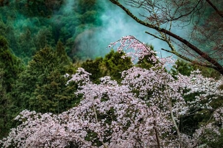 我的2019-自然-人文-樱花-日本 图片素材