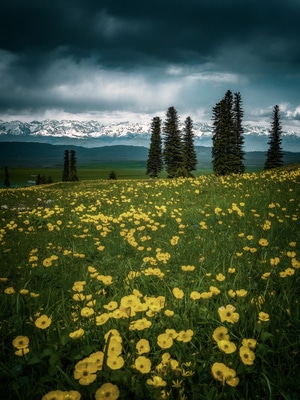 那拉提-新疆-你好2020-旅行-自然 图片素材