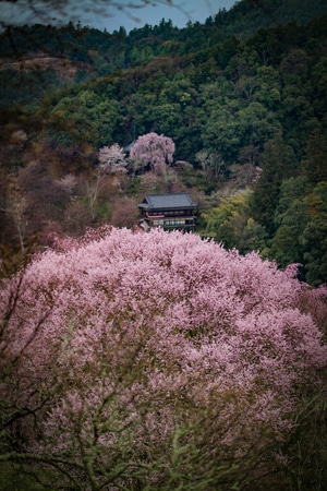 西藏-旅游-日本-樱花-我的2019 图片素材