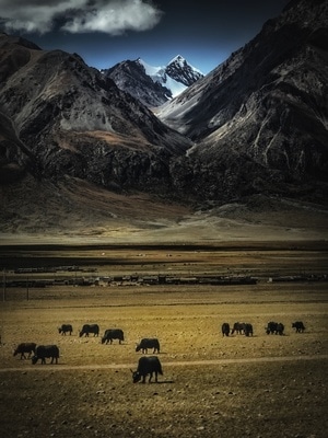 宅家-高原-西藏-电脑传图-旅游 图片素材