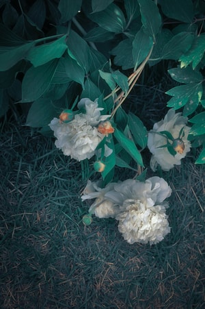 环境-色彩-70周年风光-2019inf招募-牡丹 图片素材