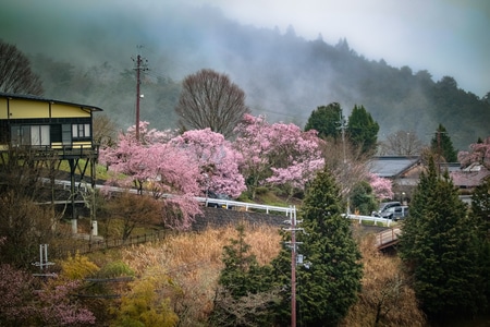 西藏-旅游-日本-樱花-我的2019 图片素材