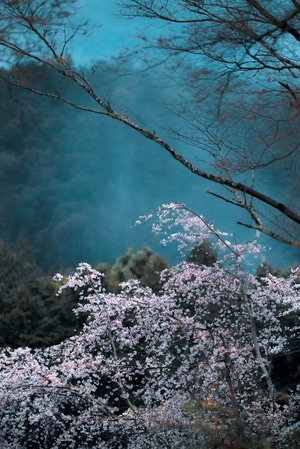 生态-樱花-自然-风光-风景 图片素材