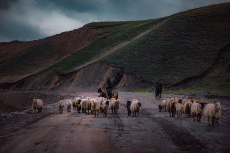 我的2019-自然-旅行-草原-风光 图片素材