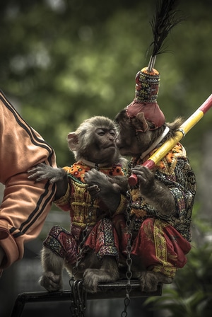 動物-自然-动物-猴子-猴 图片素材