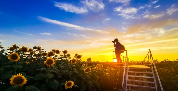 我的六月-夕阳-晚霞-花海-向日葵 图片素材