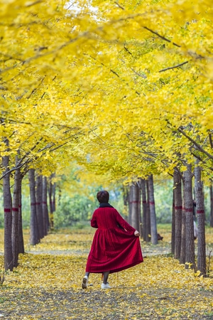 旅拍-风光-色彩-秋景-公园摄影 图片素材